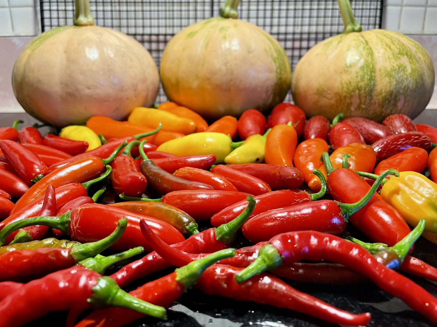 From the Garden to the Bread Peppers and Pumpkins!
